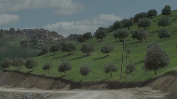 Bitter Greens, Tangled Roots