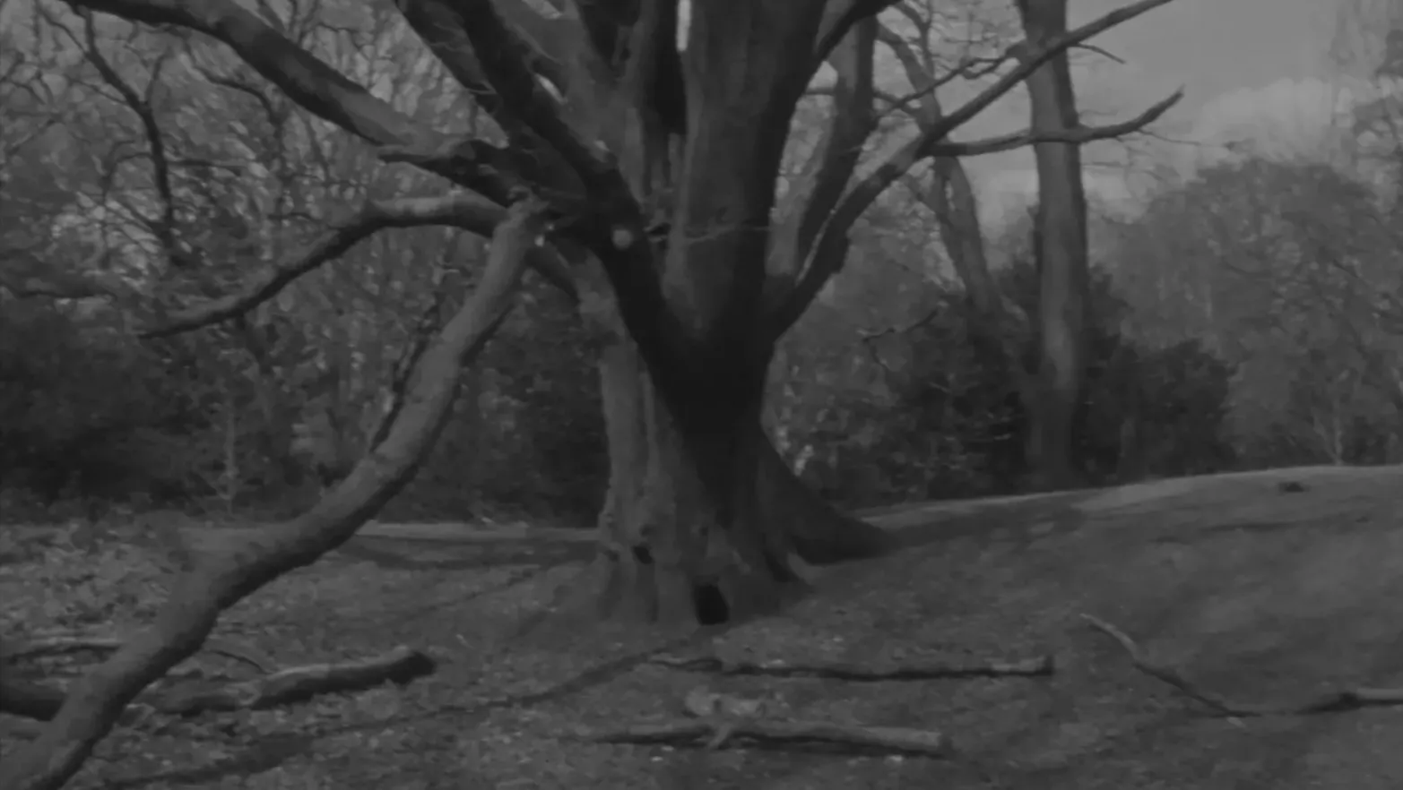 An ancient tree in a forest.