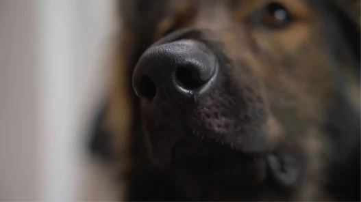 A close-up of a German Shepherd dogs nose.