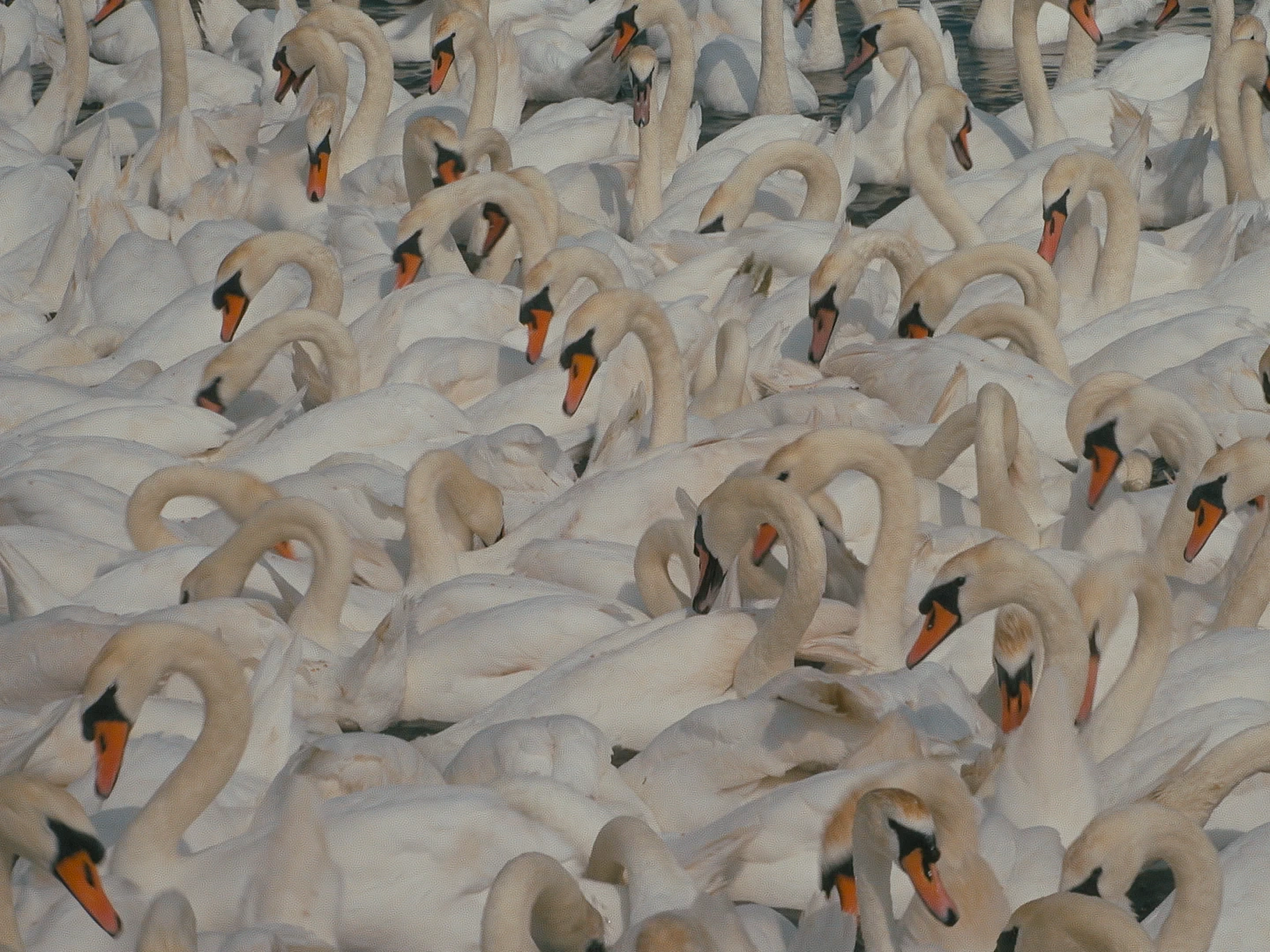 Swans at Abbotsbury Swannery, Dorset.