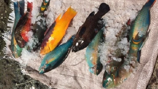 colourful freshly caught fish - yellow and purple, blue and yellow