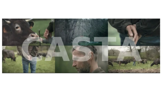 Nature, Cow, Child, Hands, Casta, Tress,