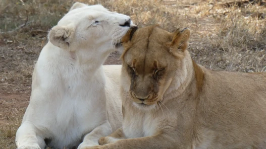 A white lion loving a brown one. It is possible.