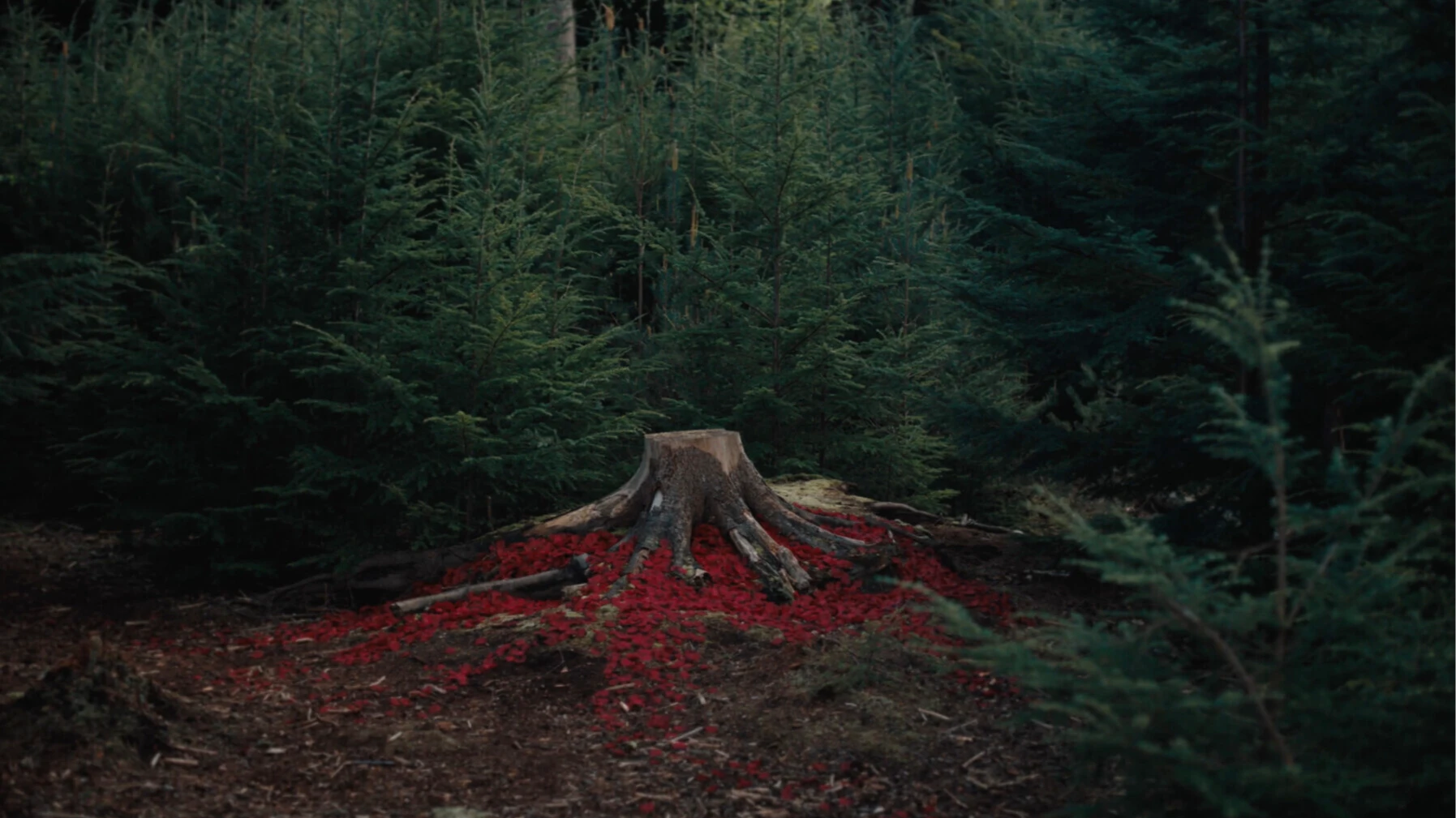 Large tree stump surrounded by red fallen petals in dense green forest