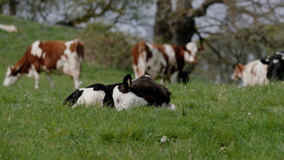 A young dairy calf sleeping on grass with adult dairy cows in the background