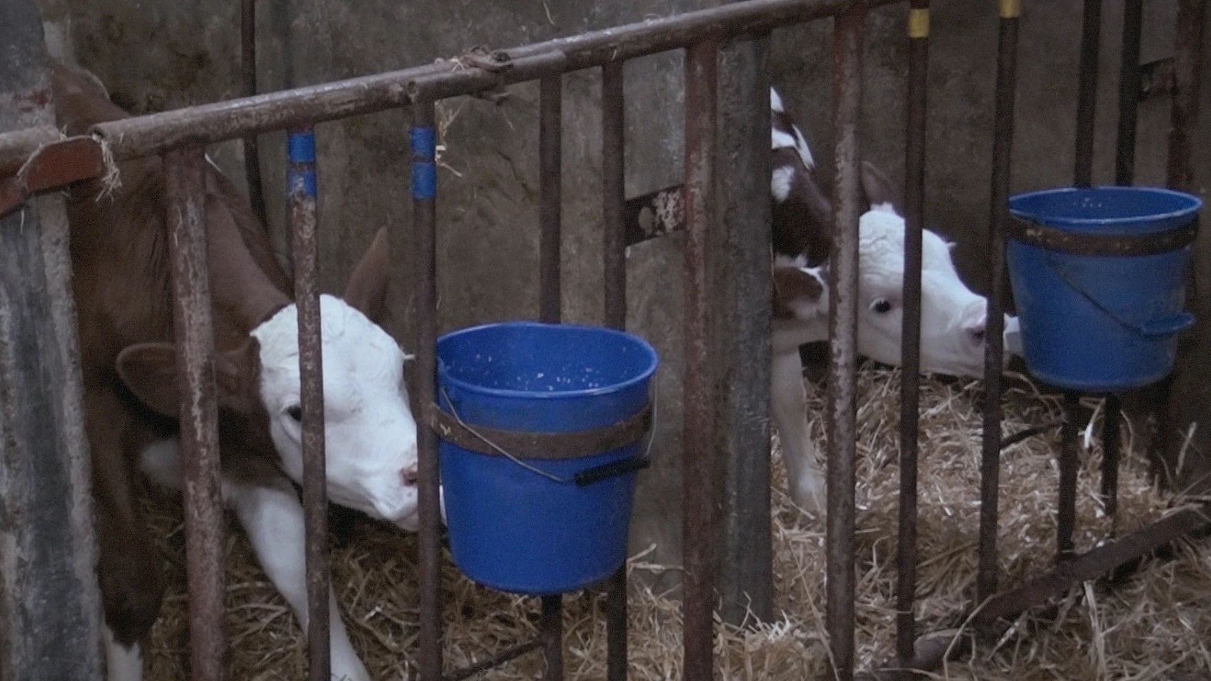 Two young dairy calves suckling from buckets, archive footage from 2012