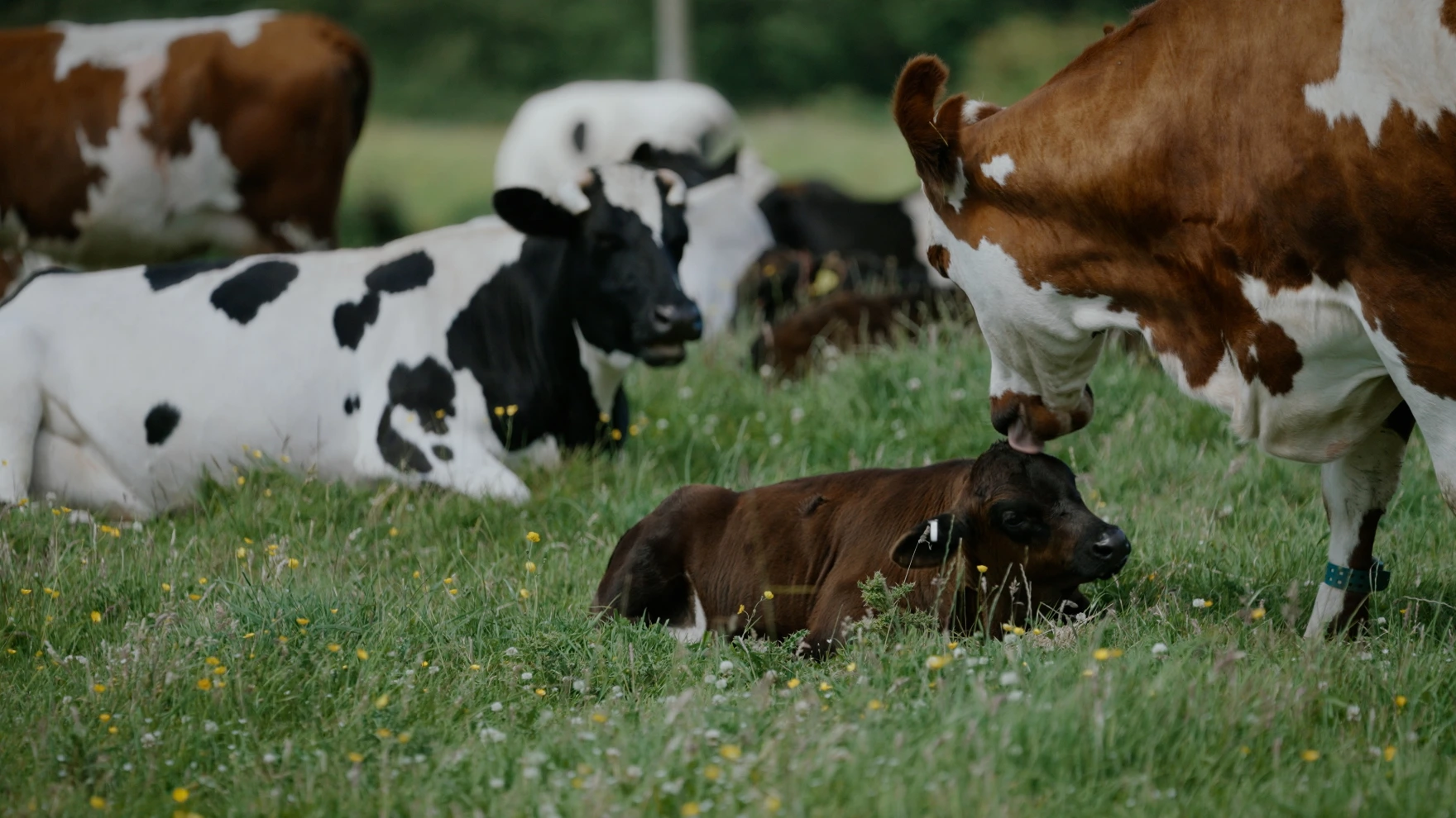 A dairy cow grooming her calf at Rainton farm