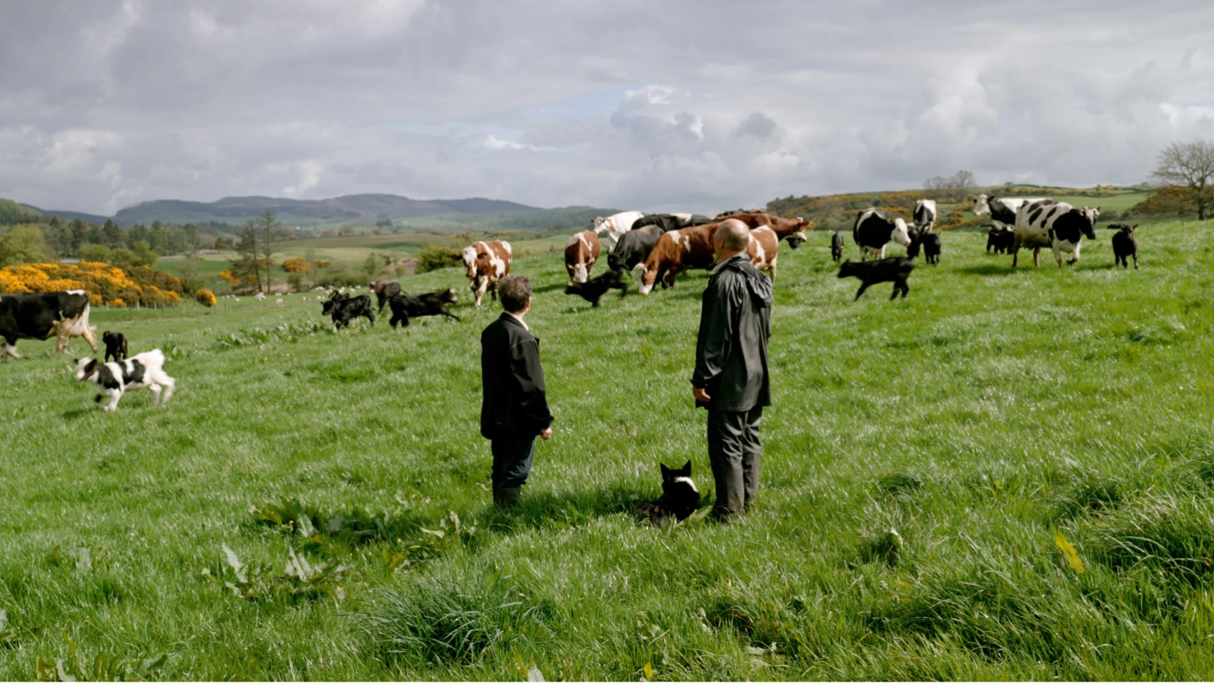 Wilma and David Finlay with the dairy cows and calves of Rainton farm