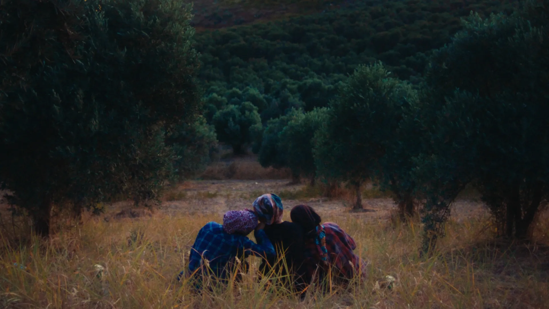 A group of women sitting in their olive groves.
