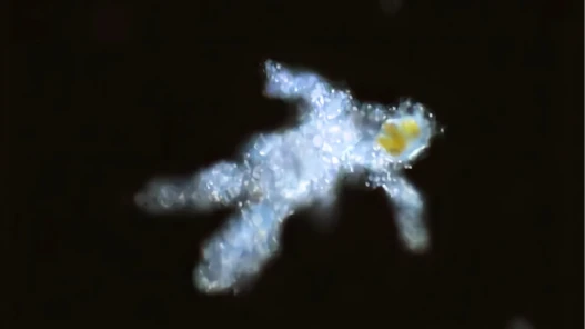 An image from a microscope