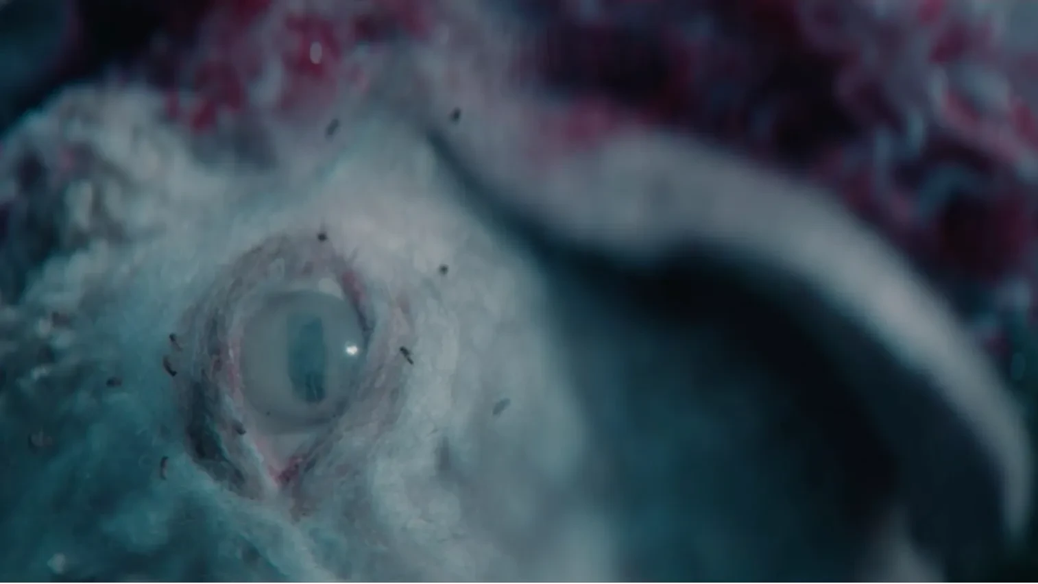 A close up of a dead sheep's eye with flies on it.