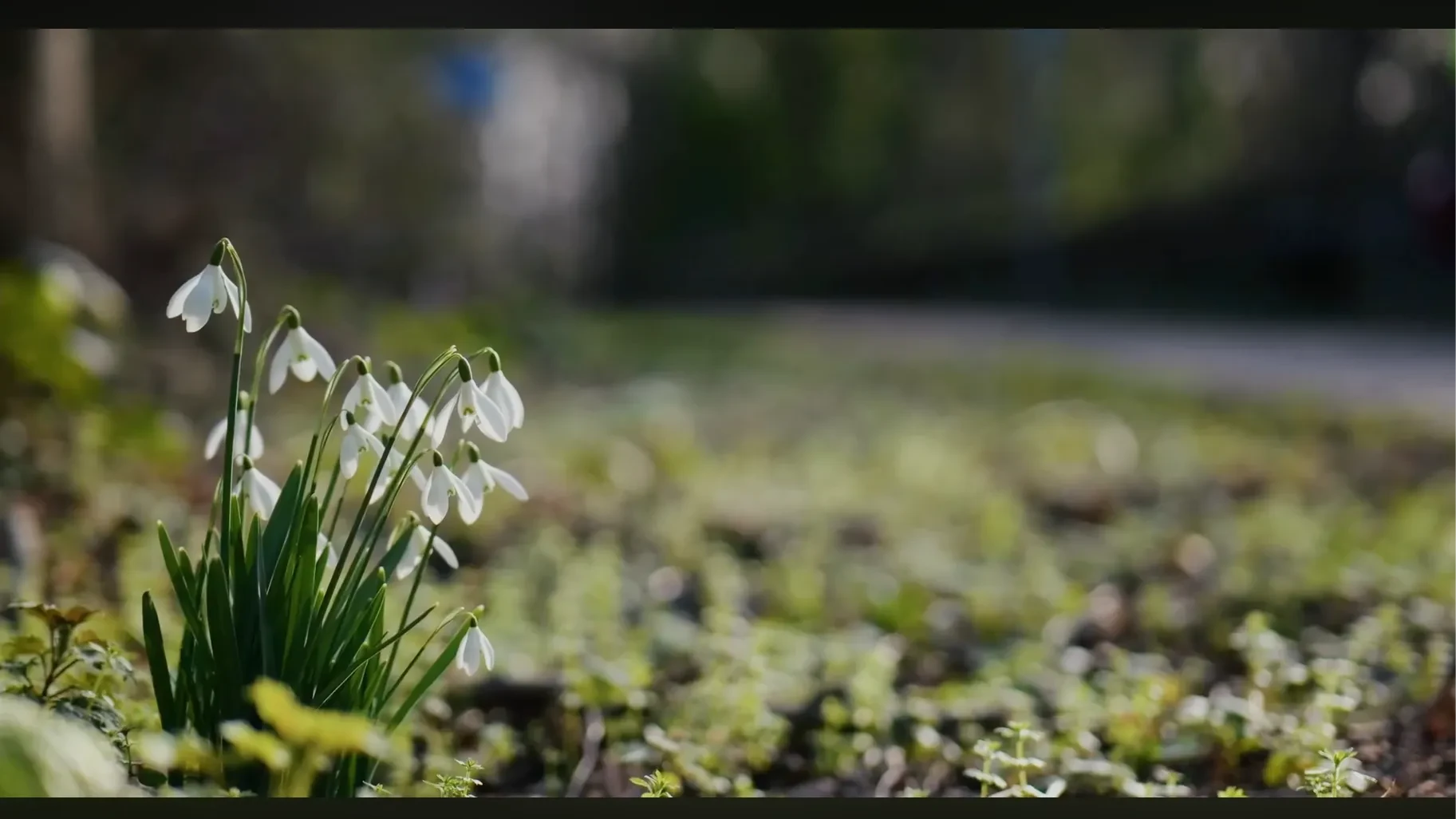 Close-up of snowdrops on a grass verge