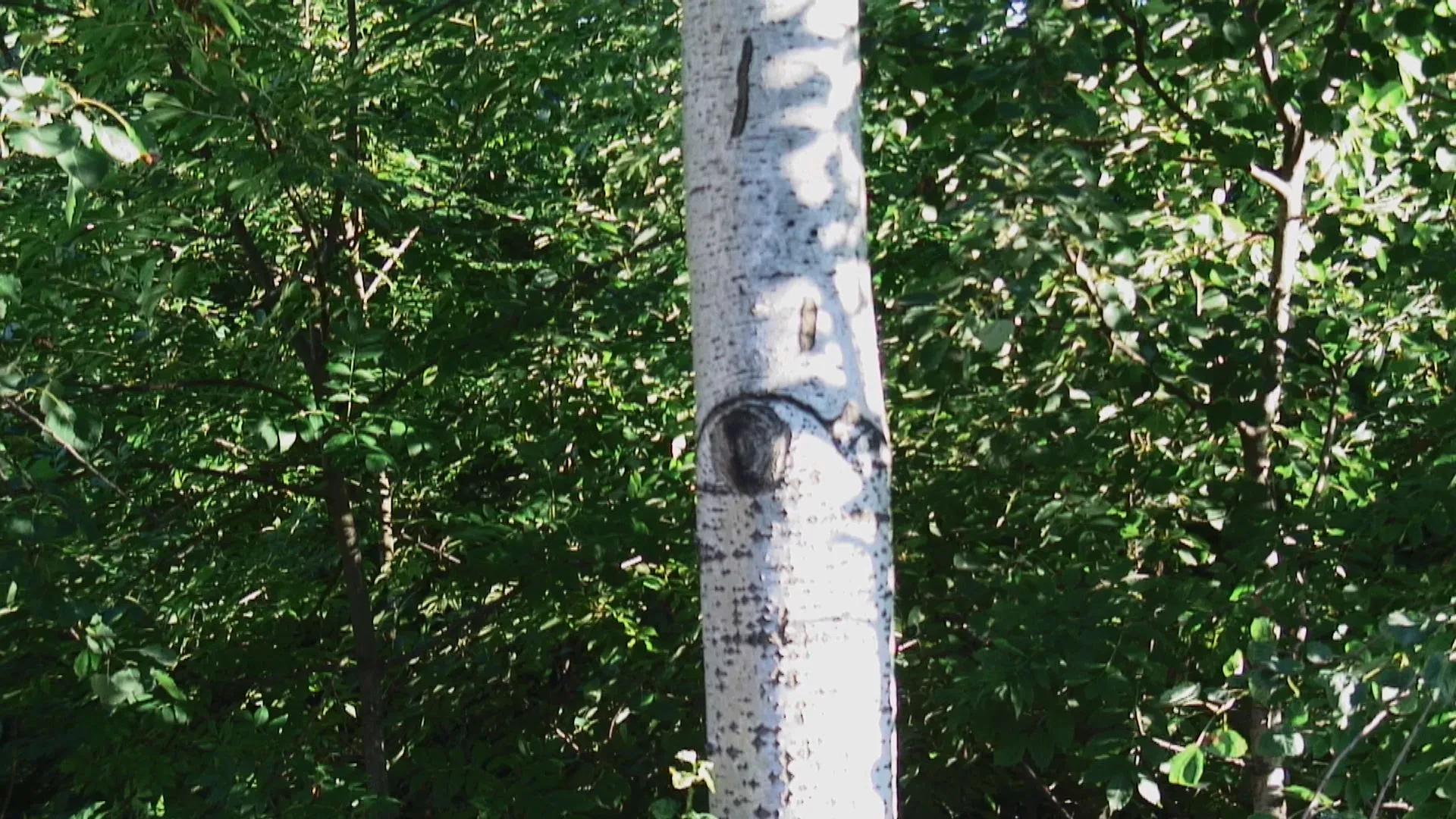 A thin tree trunk with a knot that looks like an eye. Set against a leafy green space.