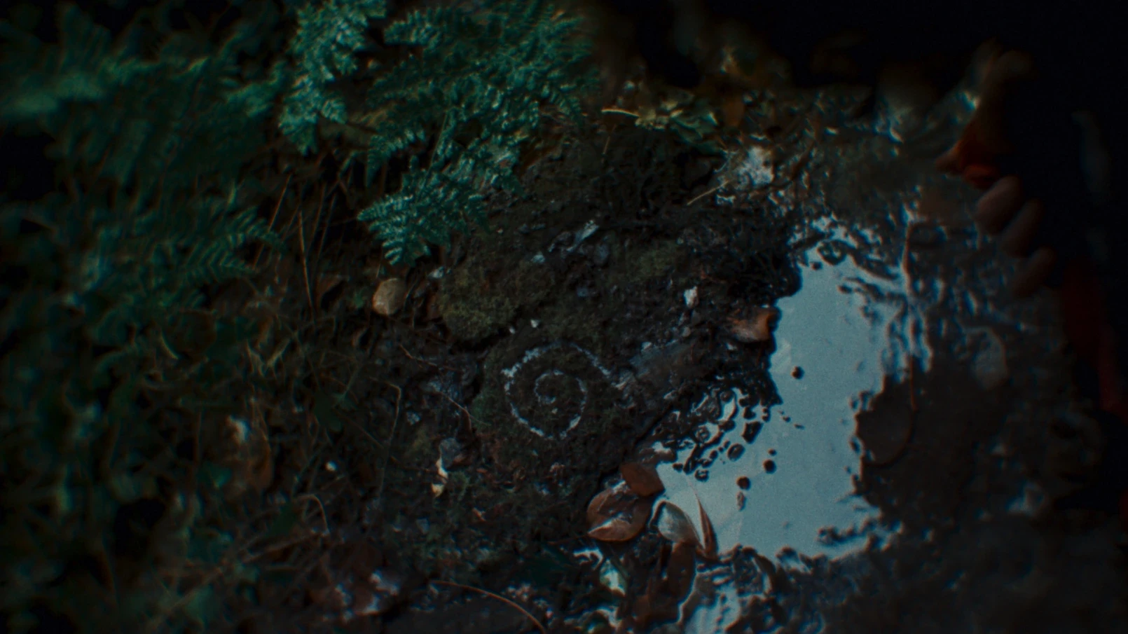 A spiral in the moss by a stream.
