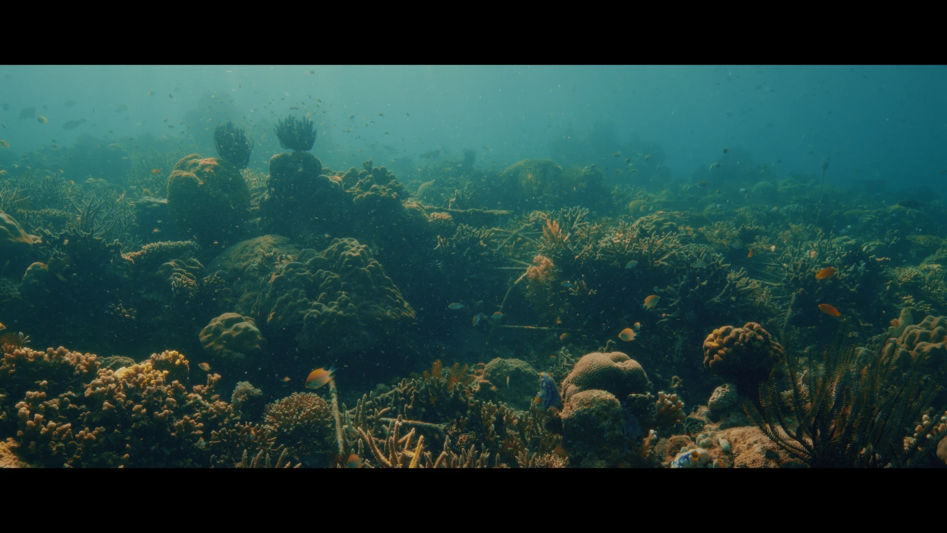 fully mature, reconstructed reef,  Salisi' Besar Reef, Indonesia