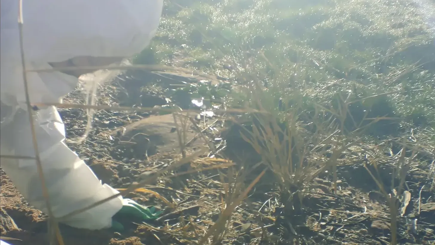 A woman in white forensics suit searches the ground and grass for clues