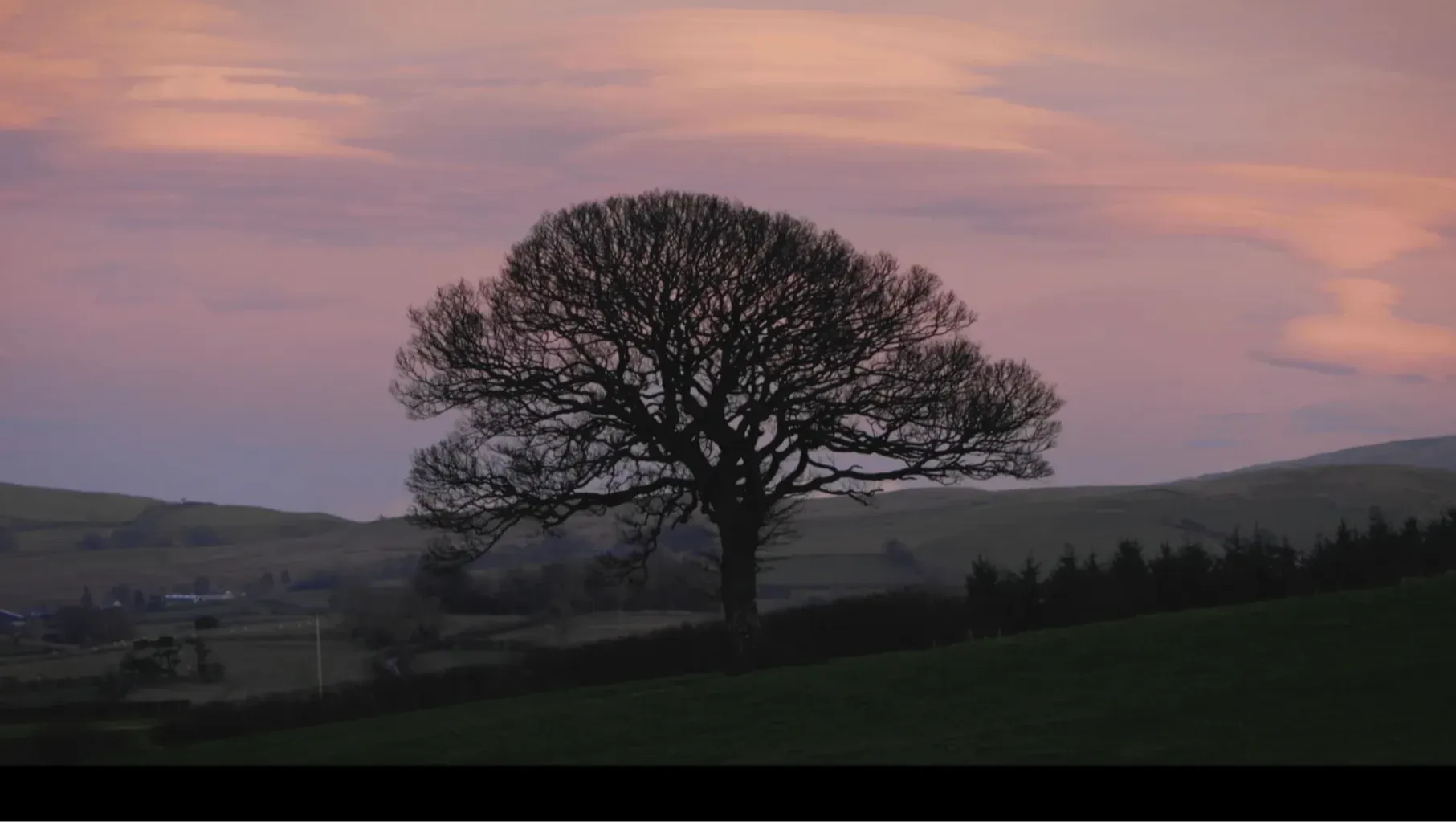 A tree in the landscape of the Lake District