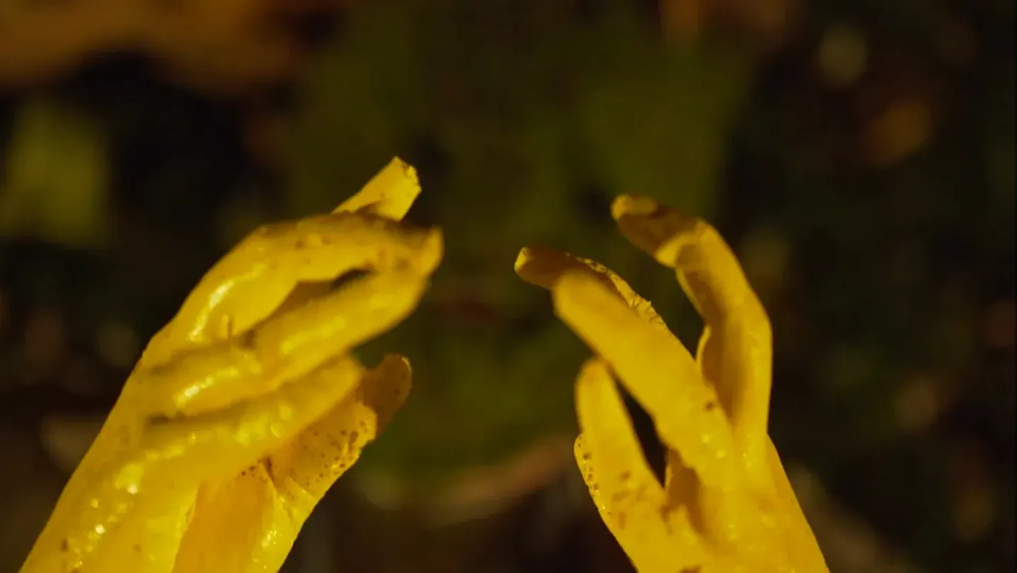 Two yellow rubber-gloved-hands in focus in the foreground in front of an out of focus moss covered face.