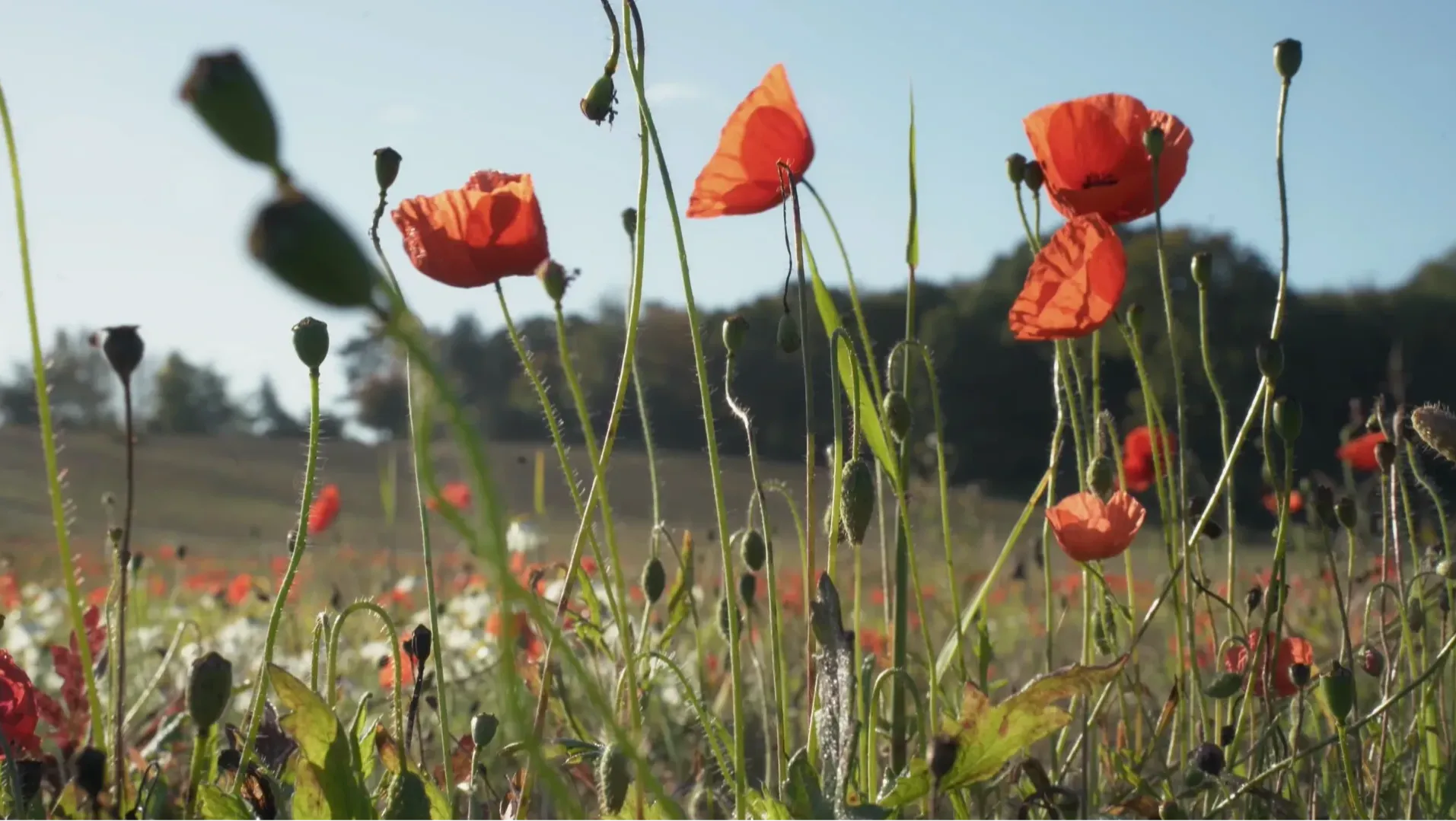 A field of poppies in the sun, part of the walking route the bereavement walk passed through