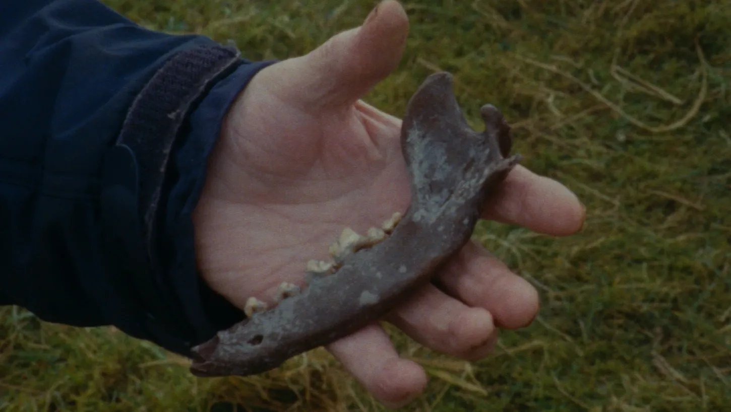 Wolf jawbone:  Patrick Hough’s father, Michael Hough, holds a wolf jawbone with several teeth intact, filmed outdoors in the Slieve Bloom Mountains, Ireland.