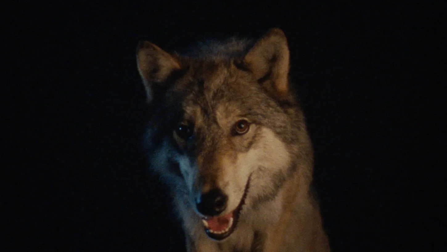 Wolf: A live wolf filmed for Landscapes of Shame faces the camera against a dark background, its head and upper body illuminated by warm amber and blue light.