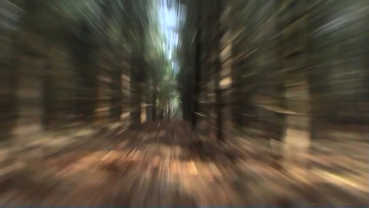 A blurred forest path seen at speed