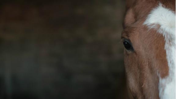 Dark Horse