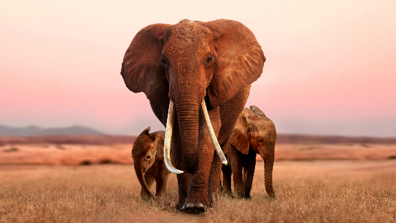 The Elephant Queen