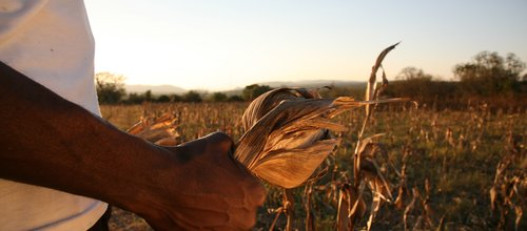 The Hunger Season