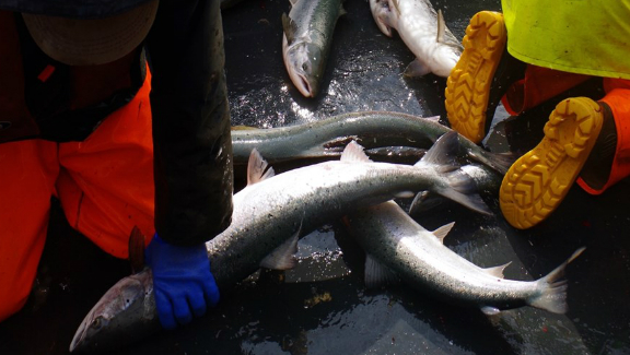 Of Fish and Foe