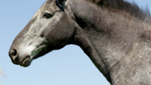 True Appaloosa