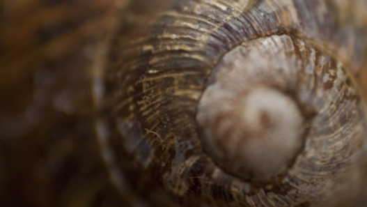 Snails