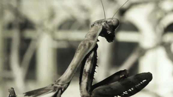 Invertebrate