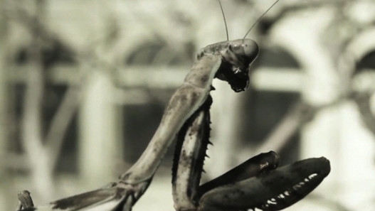 Invertebrate