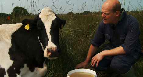 The Moo Man