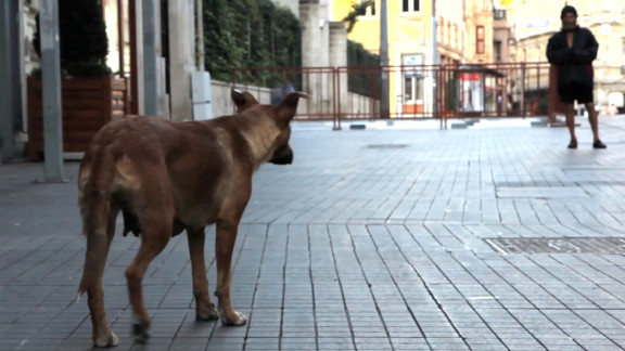 Taskafa, Stories of the Street