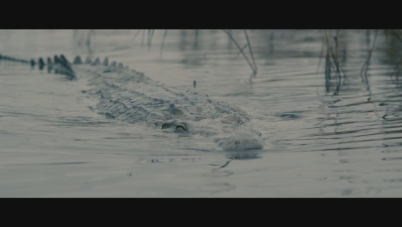 The Hatching