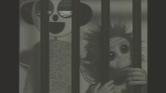 Monkey Love Experiments