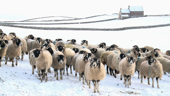 Addicted to Sheep