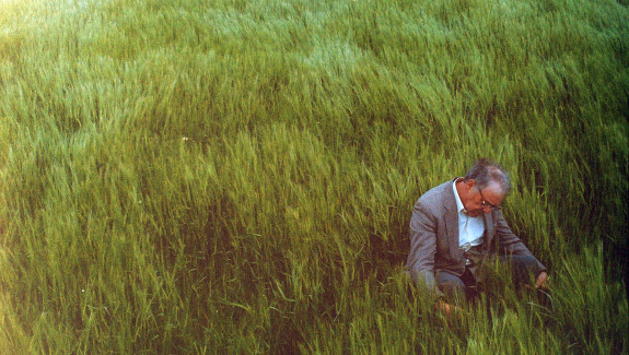 Peaceful Fields