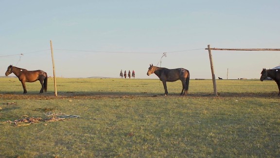 All The Wild Horses