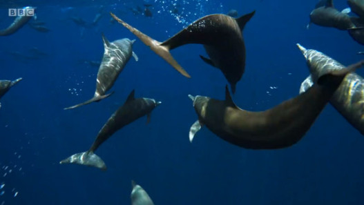 Dolphin Desert