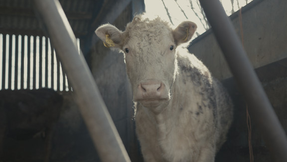 73 Cows