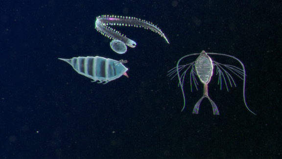 Plankton