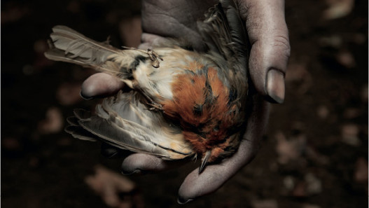 The Deathless Woman