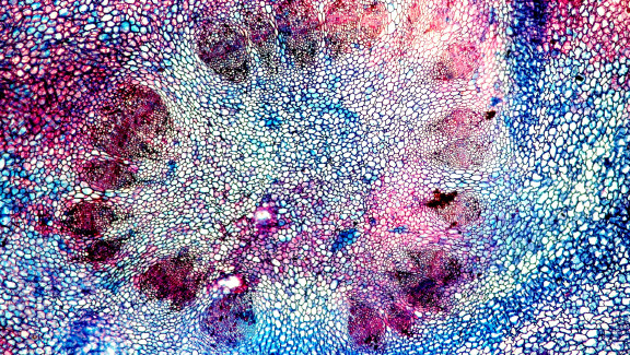 Xylem