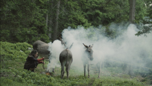 Talk Loud in the Forest