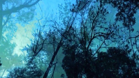 Woodland's Tales