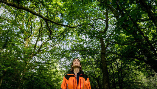 The Arborist