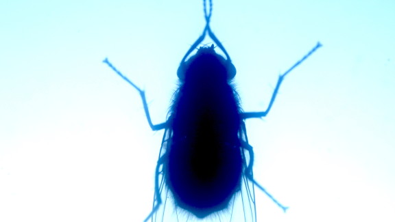 Insect O Cide